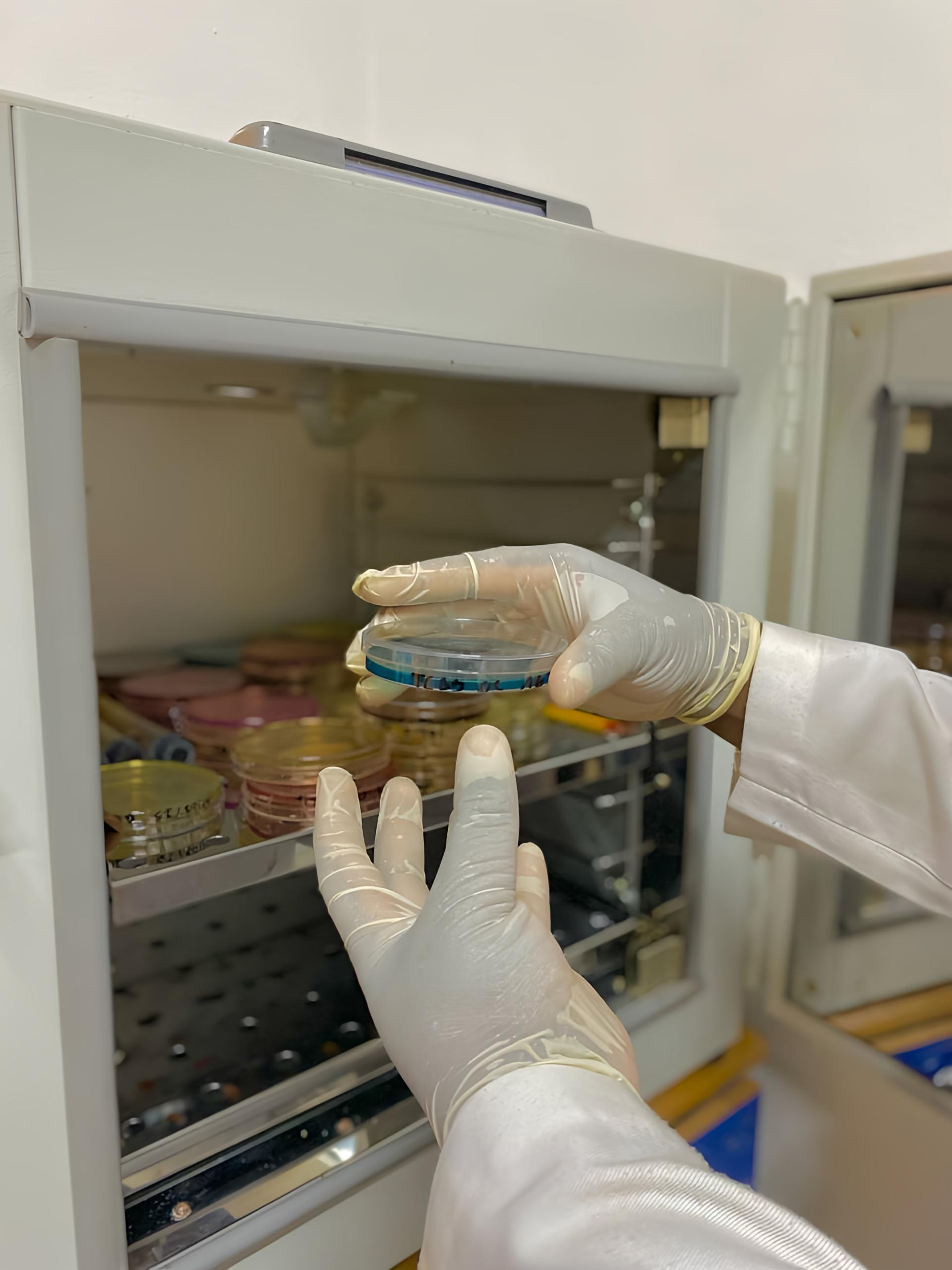 Technicien de laboratoire manipulant une boîte de Pétri pour une analyse microbiologique dans une enceinte de culture.